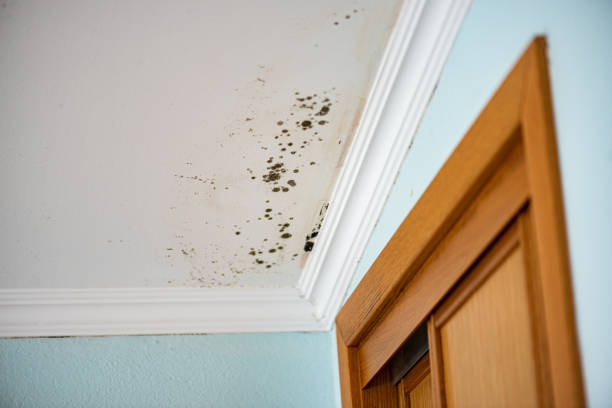 Best Attic Mold Remediation in Powder Springs, GA